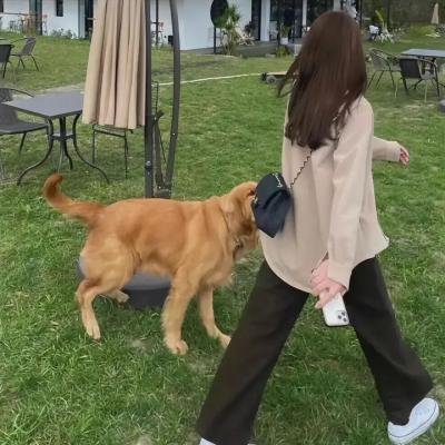 小鸟会走路